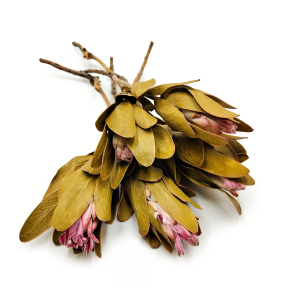 Getrocknete Protea (Protea Repens) - Creme 5 Stück (1)