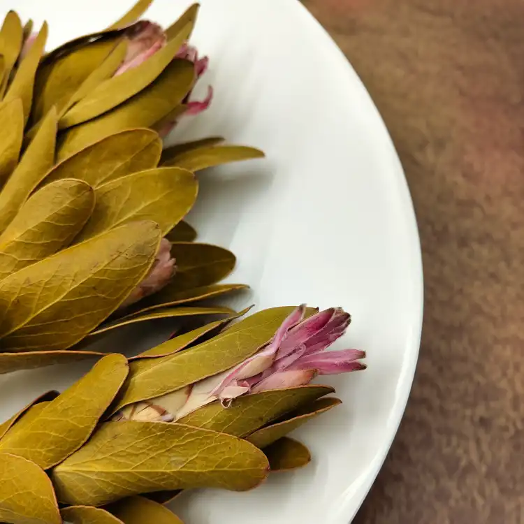 Protea Repens protea suszona rózowa z lisciem1.png