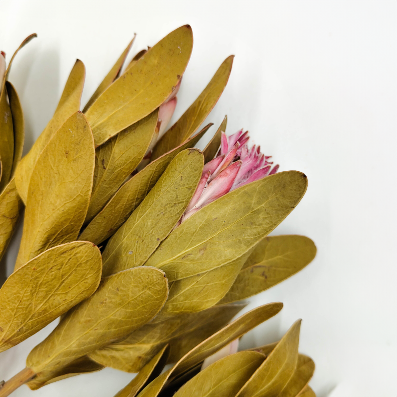 Protea Repens protea suszona rózowa z lisciem2.png