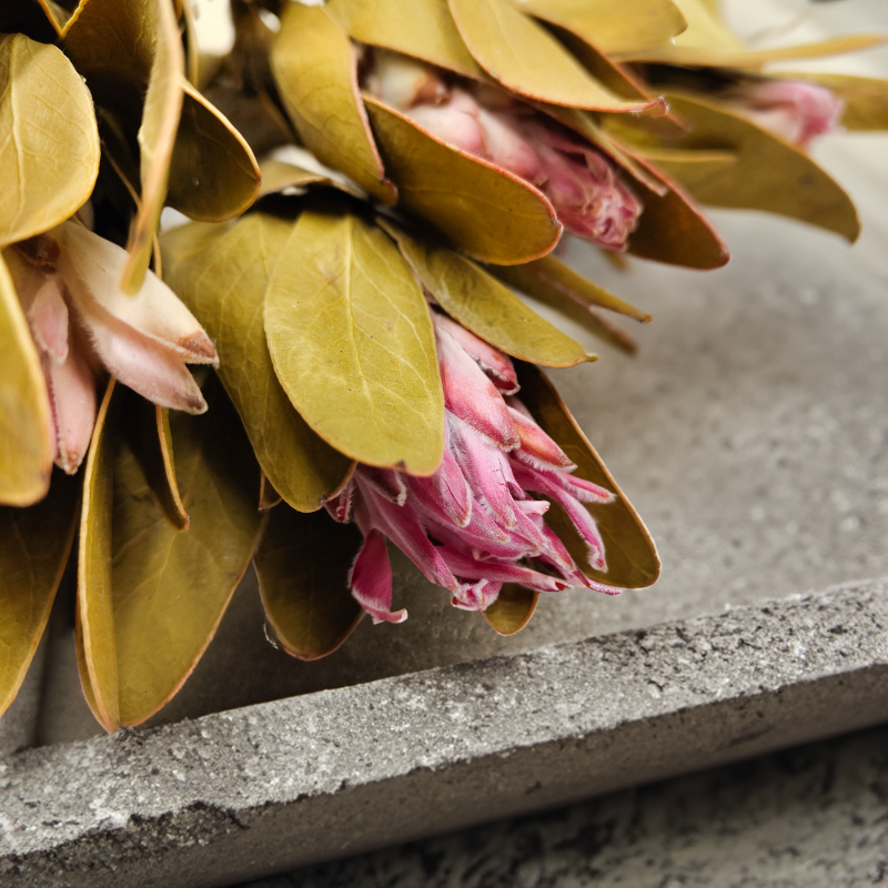 Protea Repens protea suszona rózowa z lisciem4.png