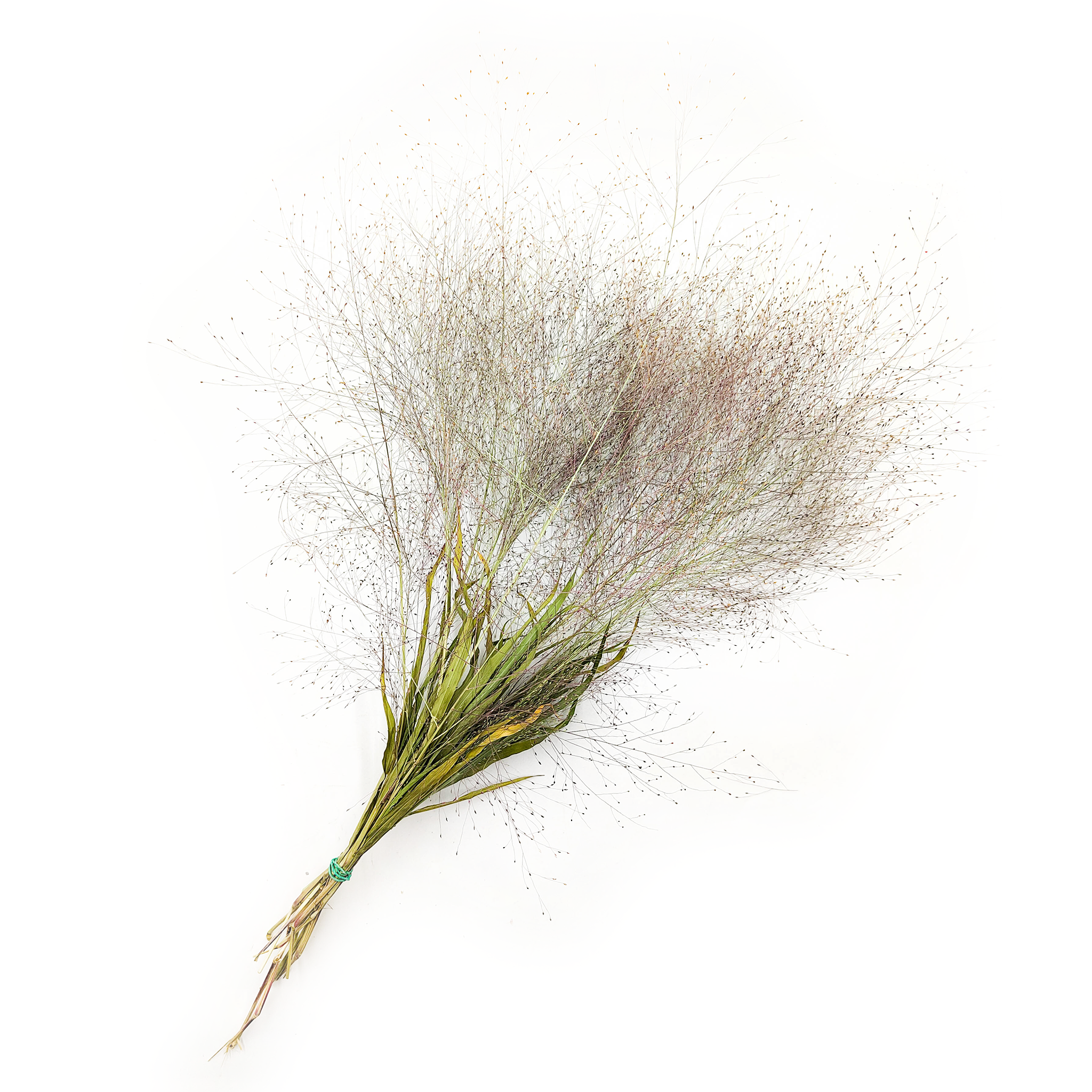 Rutenhirse (Panicum virgatum) - Natur