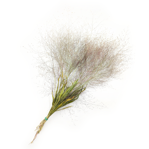 Rutenhirse (Panicum virgatum) - Natur