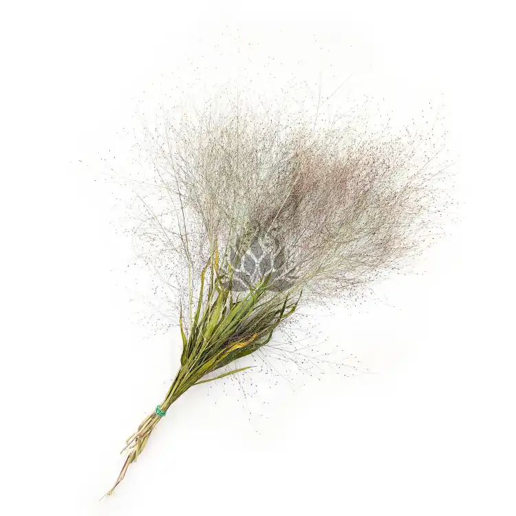 Suszone Proso Rózgowate Naturalne okl1.png
