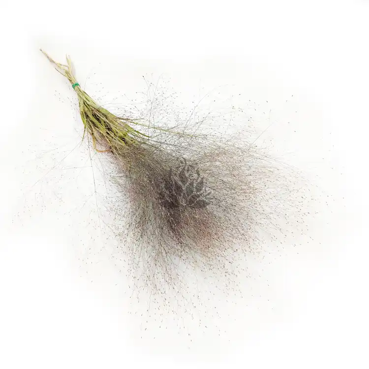 Suszone Proso Rózgowate Naturalne okl.png