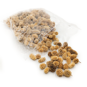 Casuarina - (Gebleichte) - exotisch getrocknet - 100g