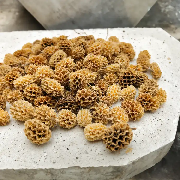 Casurina Bleached Bielona zbl1.png