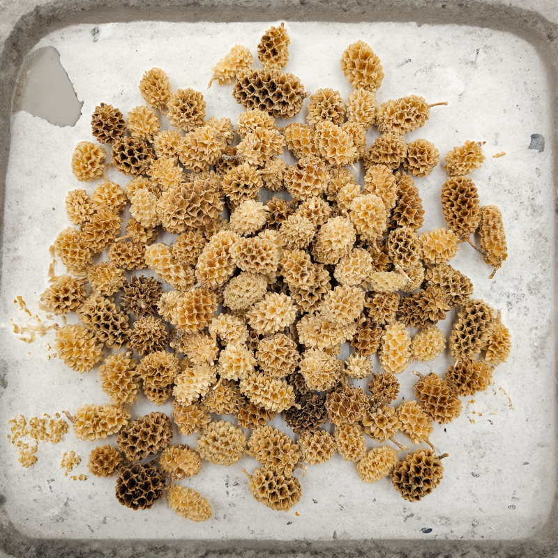 Casurina Bleached Bielona zbl2.png