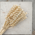 Cane Spring zbl1.png