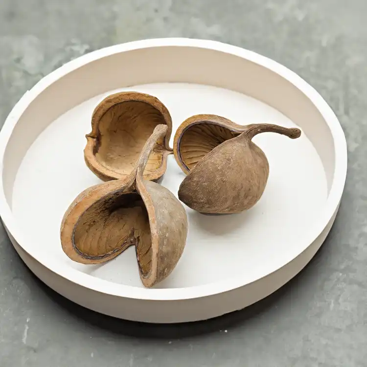 Budda Nut Natural zbl2.png