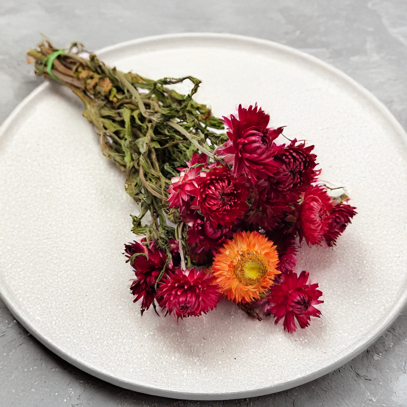 Kocanka Helichrysum suszona czerwona okl.png