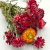 Kocanka Helichrysum suszona czerwona zbl.png