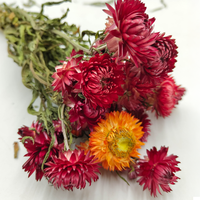 Kocanka Helichrysum suszona czerwona zbl.png