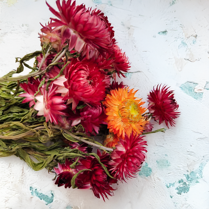 Kocanka Helichrysum suszona czerwona zbl1.png