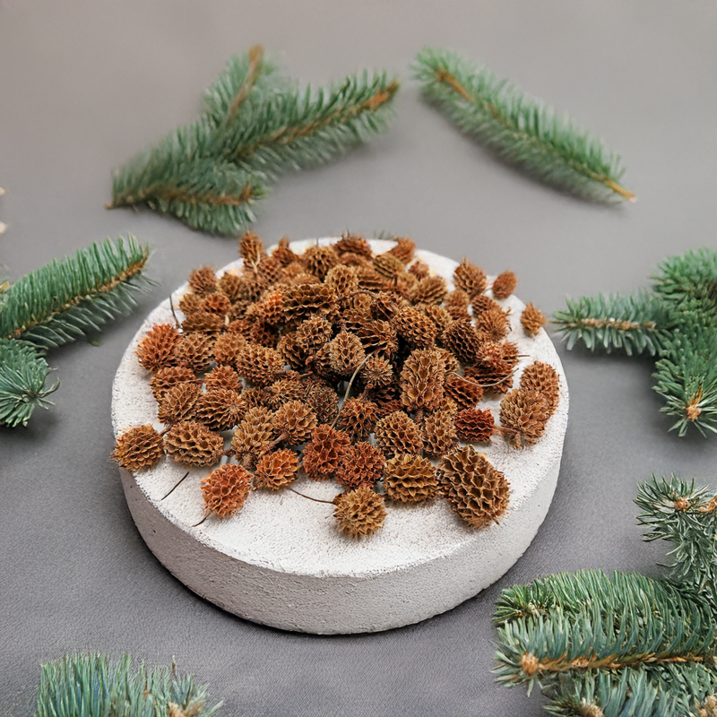 Casurina Natural1.png