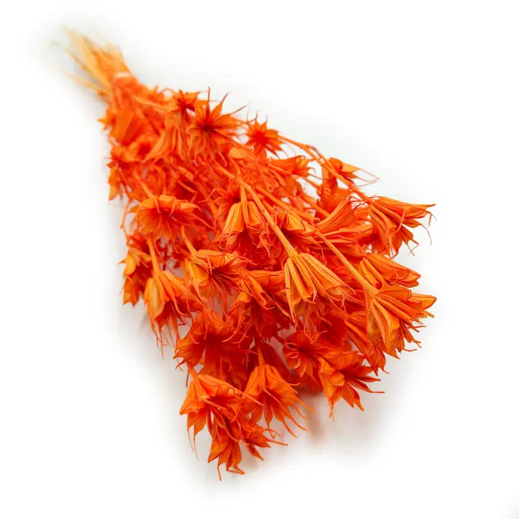 Nigella Orientalis czarnuszka orientalna pomaranczowa, brzoskwiniowa oklll.png