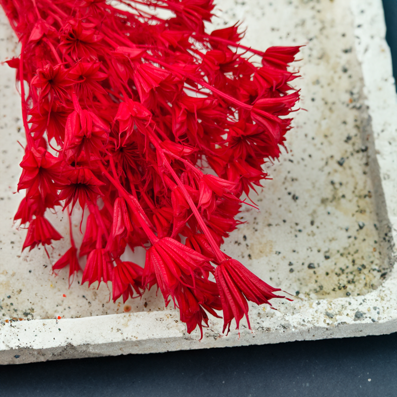 Suszona Nigella Orientalis czarnuszka orientalna czerwona okl2.png