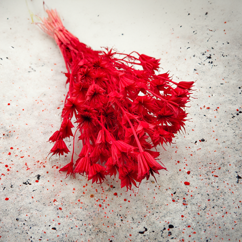 Suszona Nigella Orientalis czarnuszka orientalna czerwona okl3.png