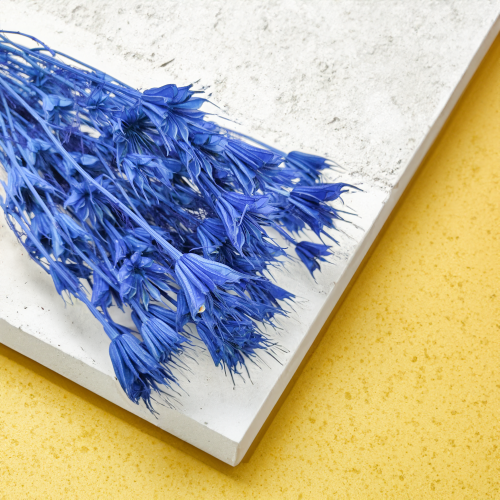 Nigella Orientalis czarnuszka orientalna niebieska.png