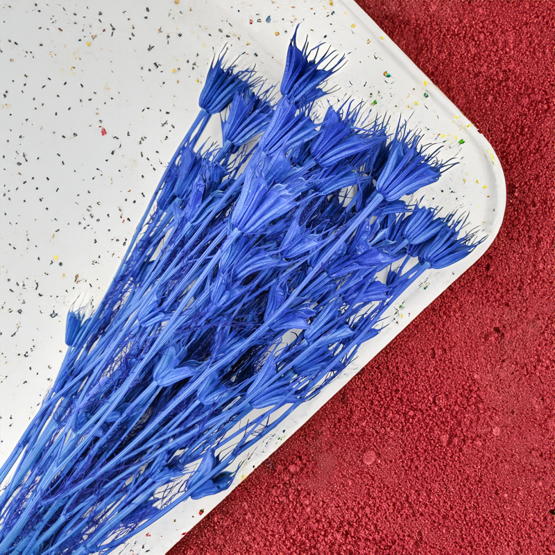 Nigella Orientalis czarnuszka orientalna niebieska 1.png