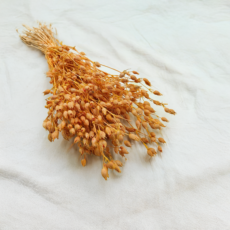 Silene lepnica rozdęta suszone brzoskwiniowe2.png