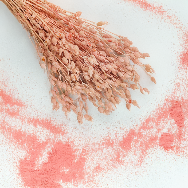 Silene lepnica rozdęta suszone rozowa 1.png