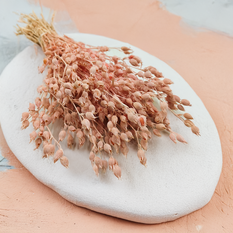 Silene lepnica rozdęta suszone rozowa 4.png