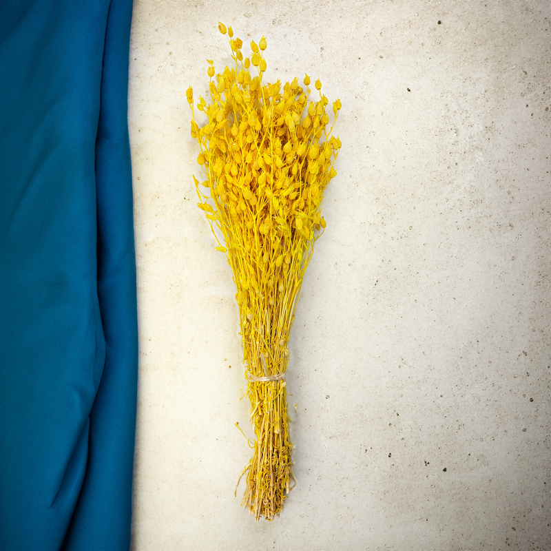 Silene lepnica rozdęta suszone zolte2.png