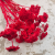 krwawnik czerwony Achillea suszona2.png