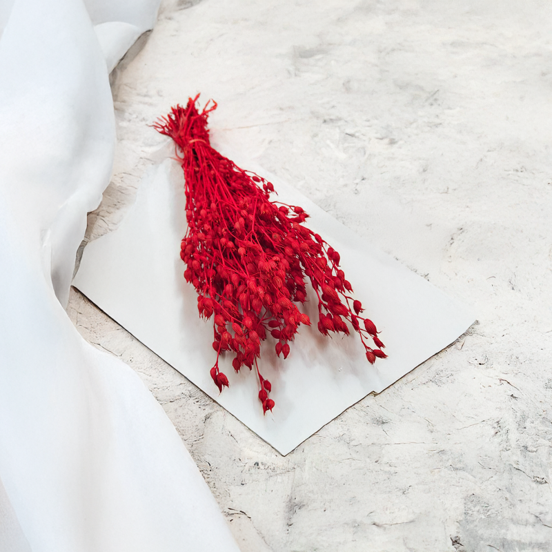 Silene suszone czerwone lepnica rozdęta zbl3.png