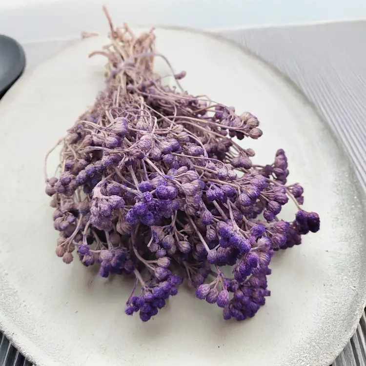 Lonas Lilac suszony kwiat5.png