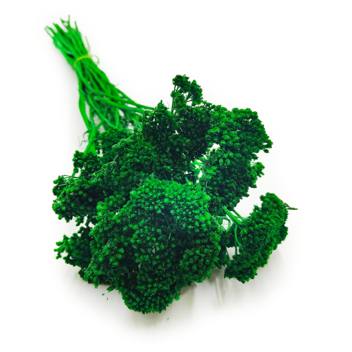 Krwawnik achillea suszony zielony okladka.png