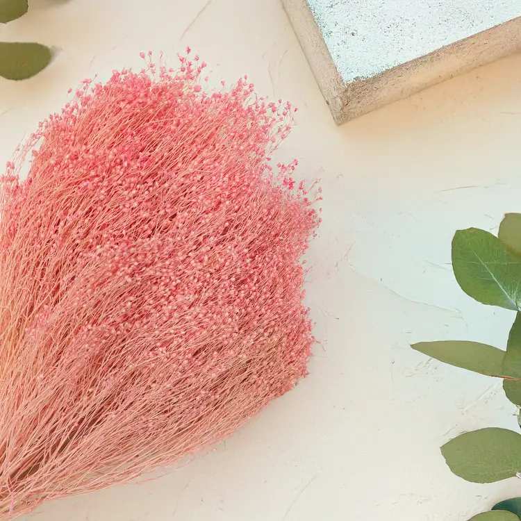 Broom Bloom Rozowe zbl1.png