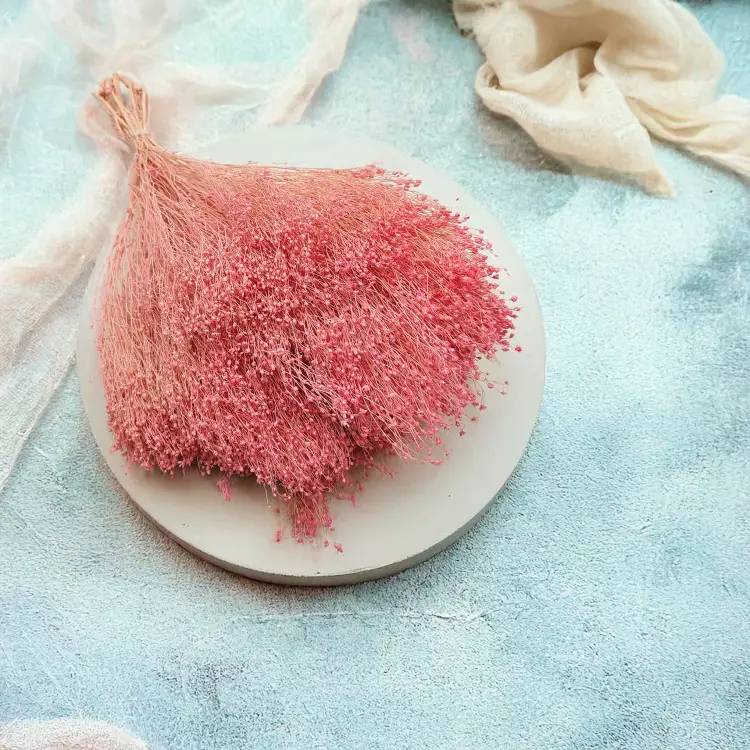 Broom Bloom Rozowe zbl3.png