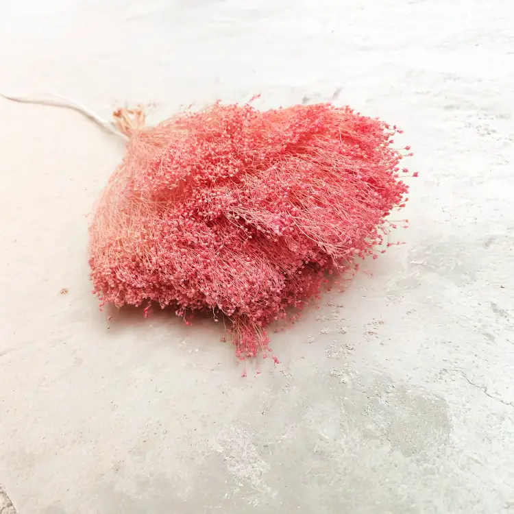 Broom Bloom Rozowe zbl4.png