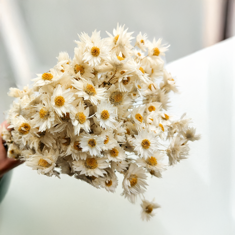 Acroclinium białe suchołuska rhodanthe.png