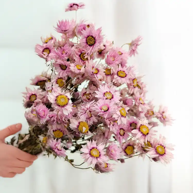 Rhodanthe różowe acroclinium, suchołuska.png