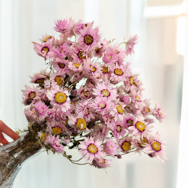 Rhodanthe różowe acroclinium, suchołuska1.png