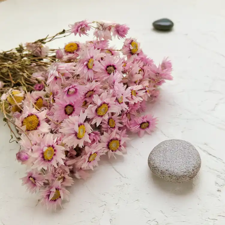 Rhodanthe różowe acroclinium, suchołuska4.png