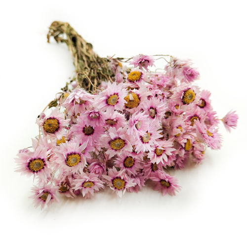 Rhodanthe różowe acroclinium, suchołuska7.png