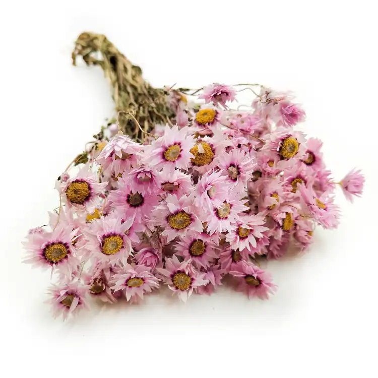 Rhodanthe różowe acroclinium, suchołuska7.png