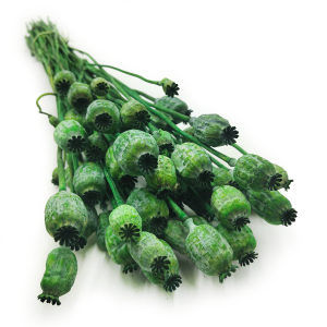 Mohn Kopf Samen Getrocknete - Grün