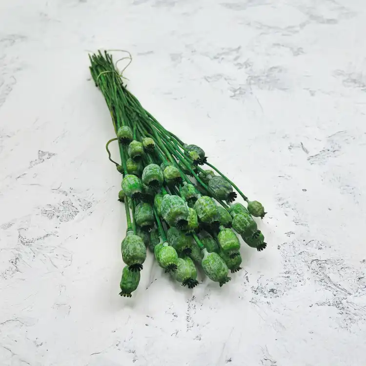 Papaver3.png
