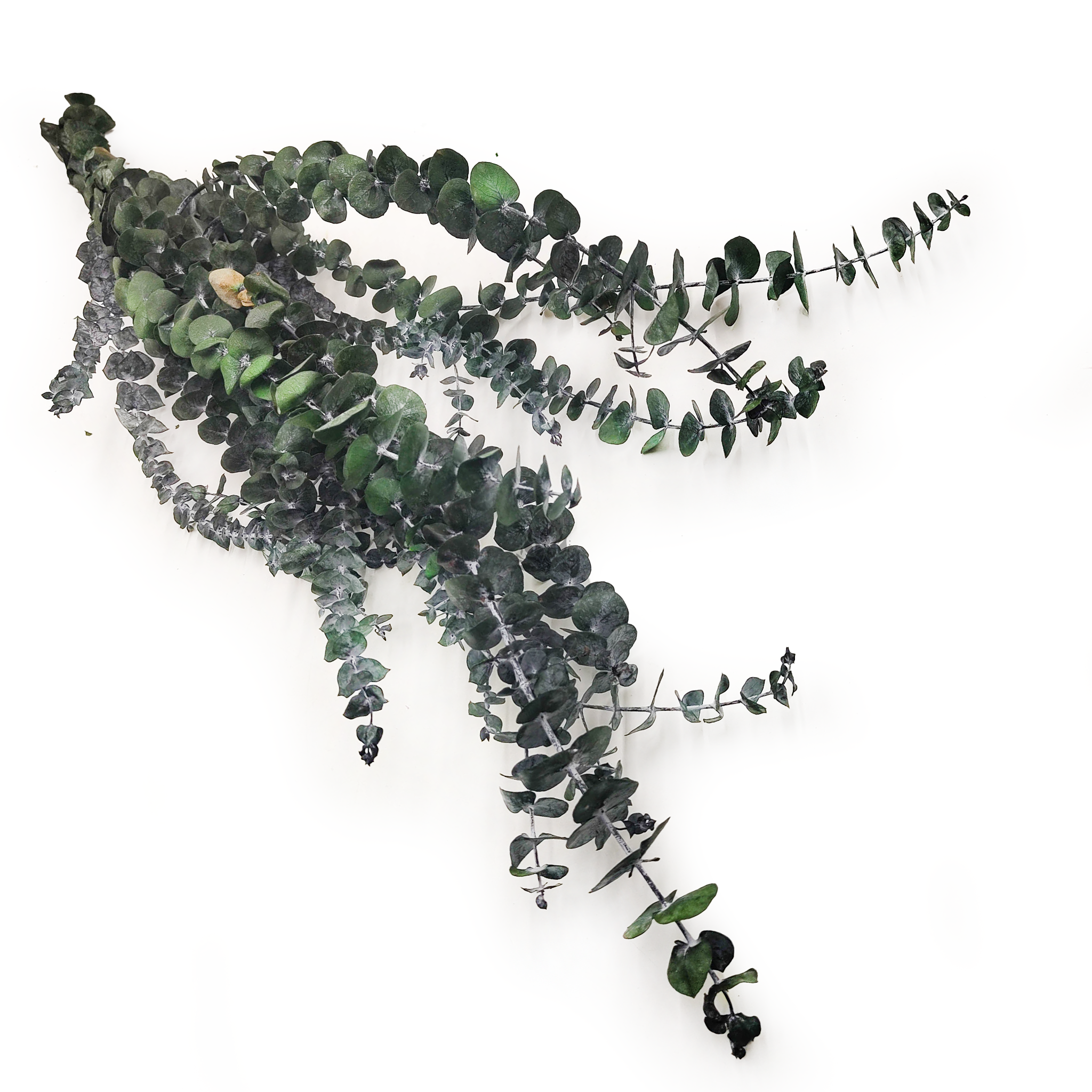 Preserved Eucalyptus - Baby - Green
