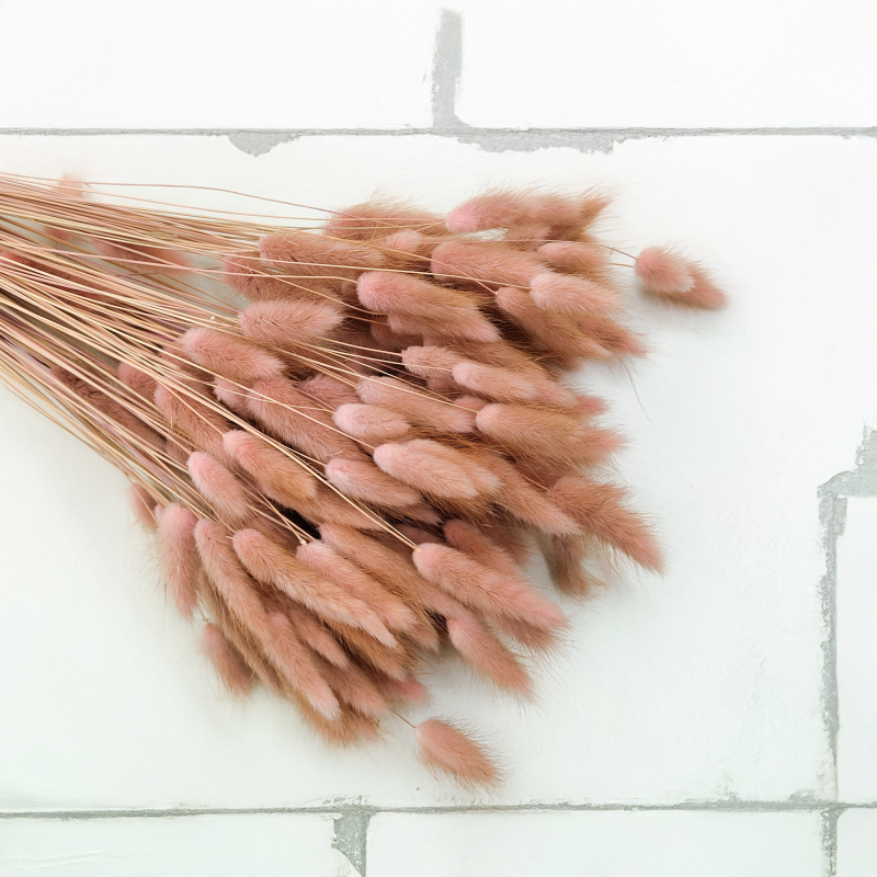 Lagurus Suszony dmuszek jajowaty Antyczny roz4.png