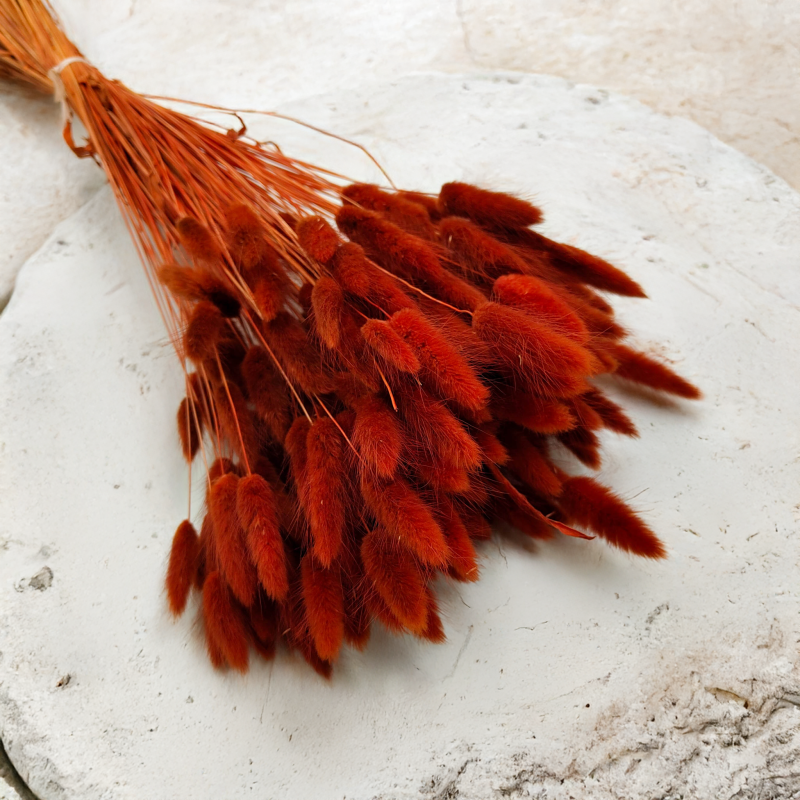 Lagurus Suszony dmuszek jajowaty Brązowy 4.png