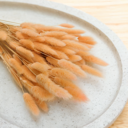 Lagurus Suszony dmuszek jajowaty Brzoskwiniowy 2.png