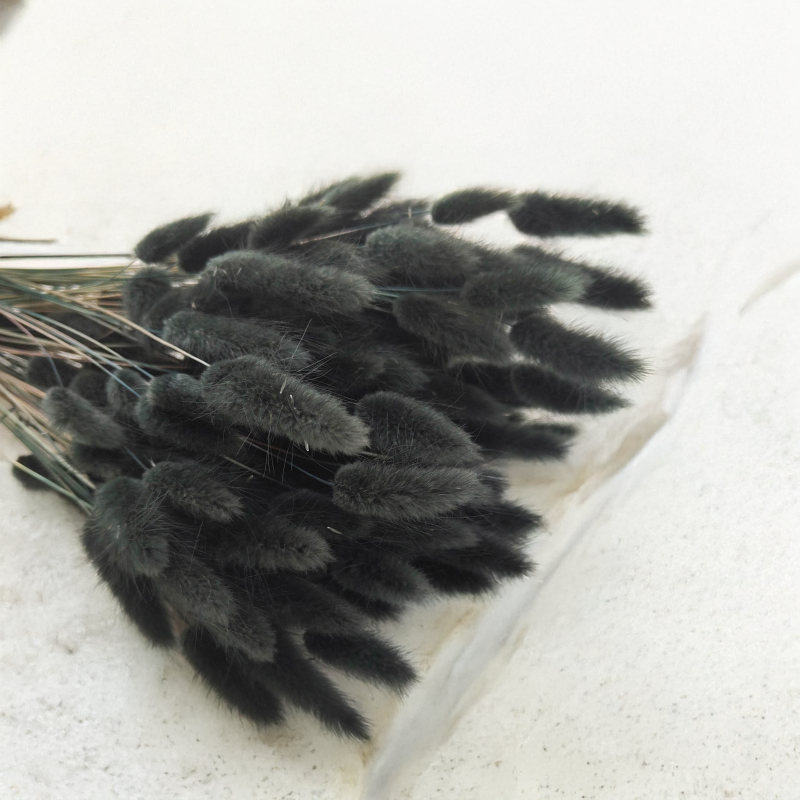 Lagurus Suszony dmuszek jajowaty Czarny 3.png