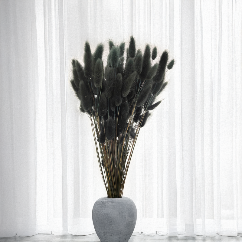 Lagurus Suszony dmuszek jajowaty Czarny 7.png