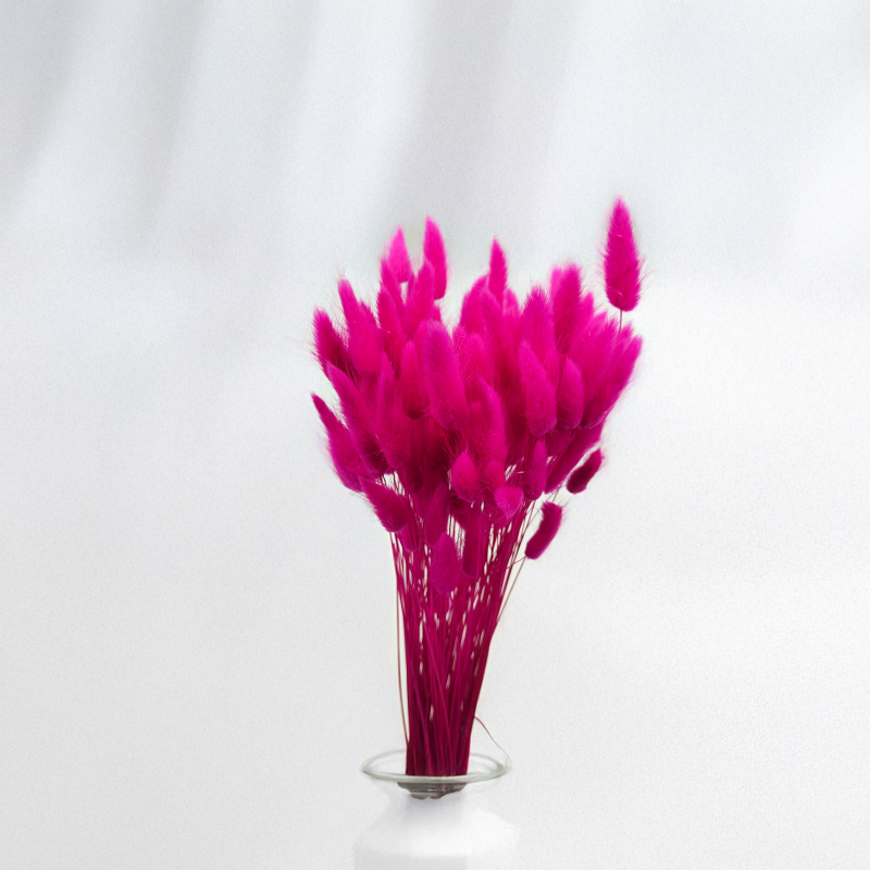 Lagurus Suszony dmuszek jajowaty Fuksja.png