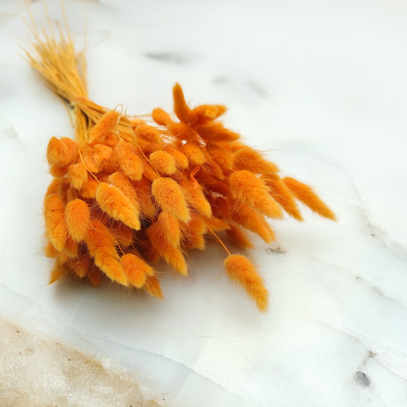 Lagurus Suszony dmuszek jajowaty Imbirowy 4.png